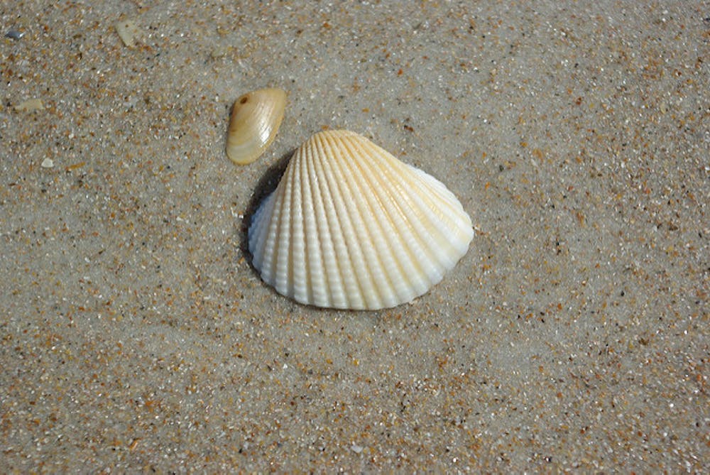 Curious Kids: why are some shells smooth and some shells corrugated?