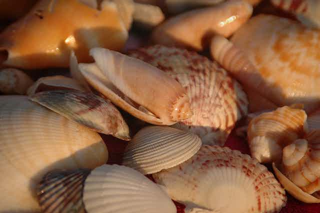 Curious Kids: why are some shells smooth and some shells corrugated?