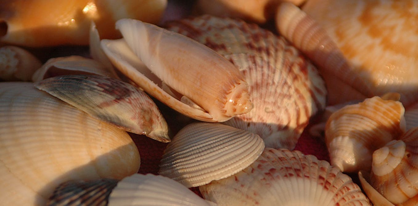 Curious Kids: why are some shells smooth and some shells corrugated?
