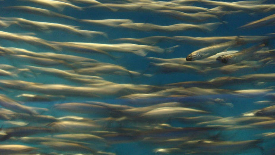 ‘Invisible’ fish could light the way to better optical devices