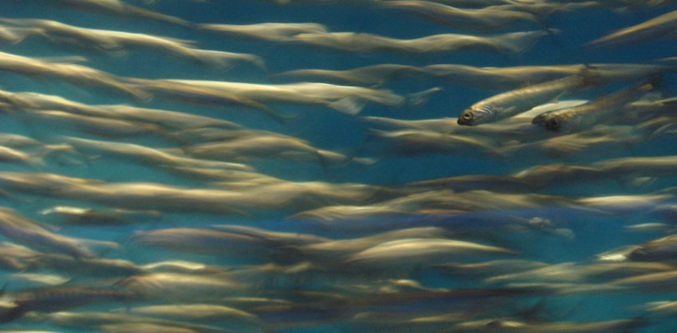 ‘Invisible’ fish could light the way to better optical devices