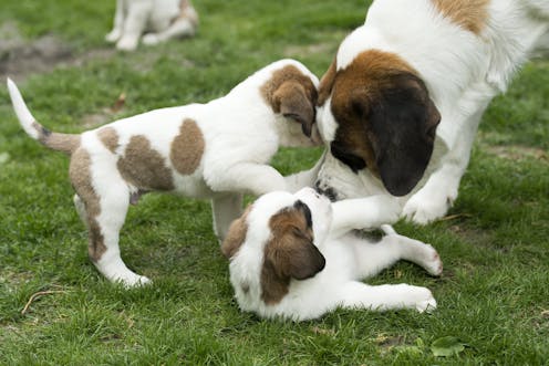 Vaccinate Your Puppies A New Strain Of Parvo Has Been Found In Australia