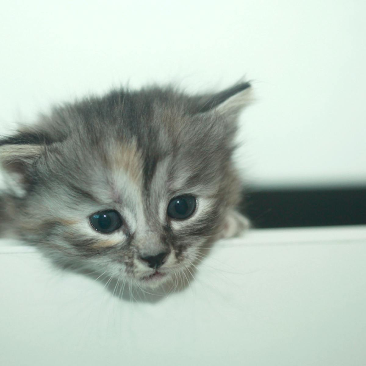 The Curious Character Of Cats And Whether They Are Really More Aloof The Curious Character Of Cats And Whether They Are Really More Aloof