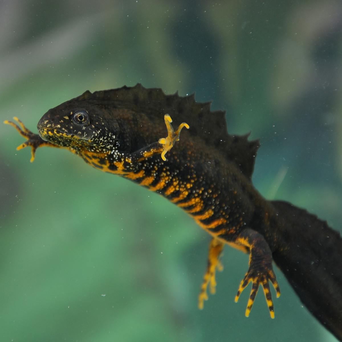 In defence of great crested newts: why these elusive amphibians are worth  the worry