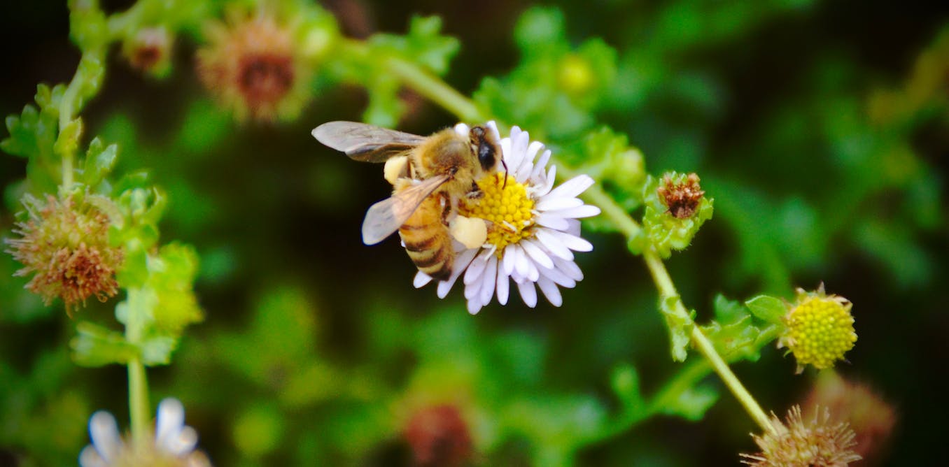 s bees