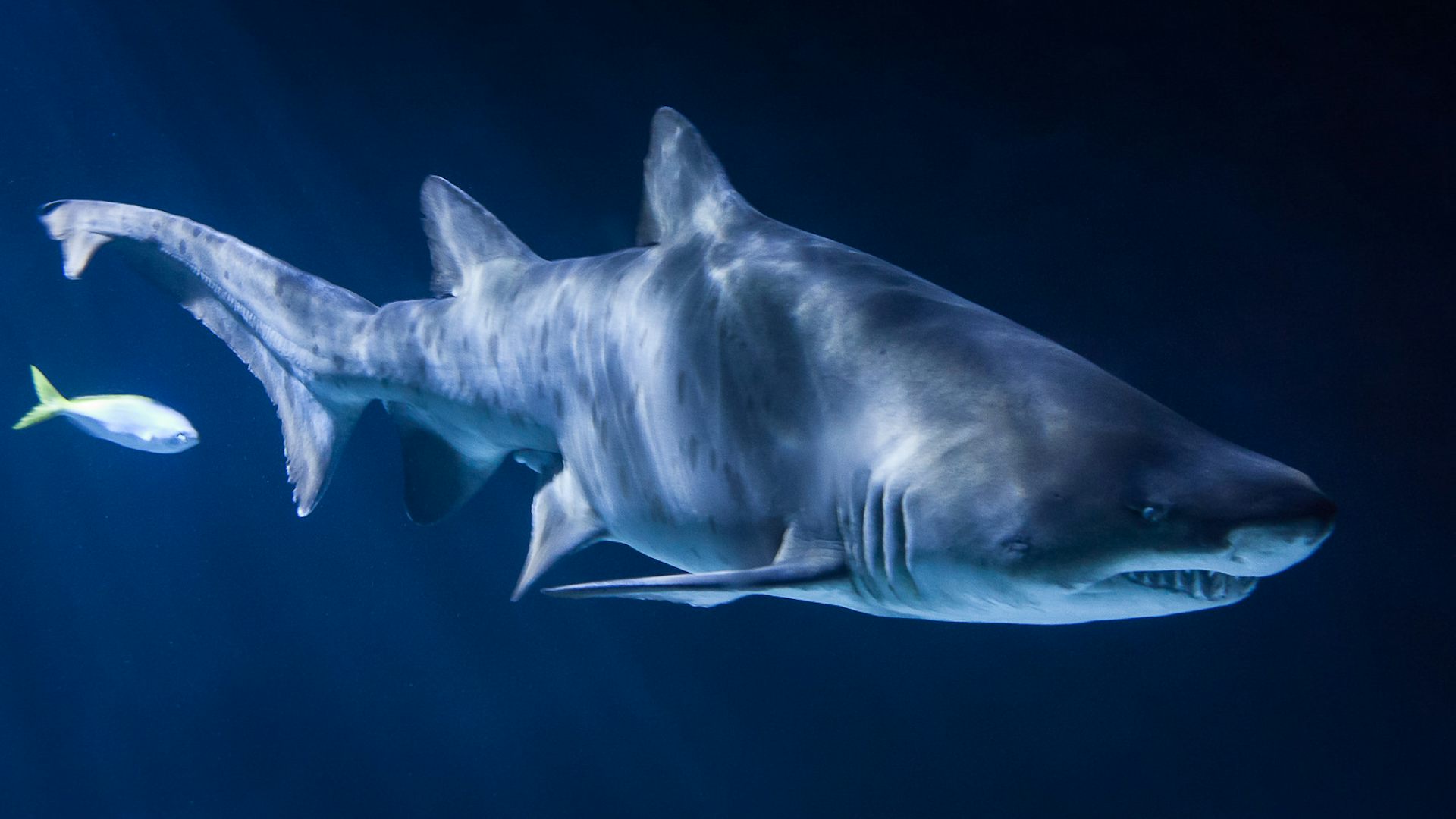 Curious Kids: Do sharks sneeze?