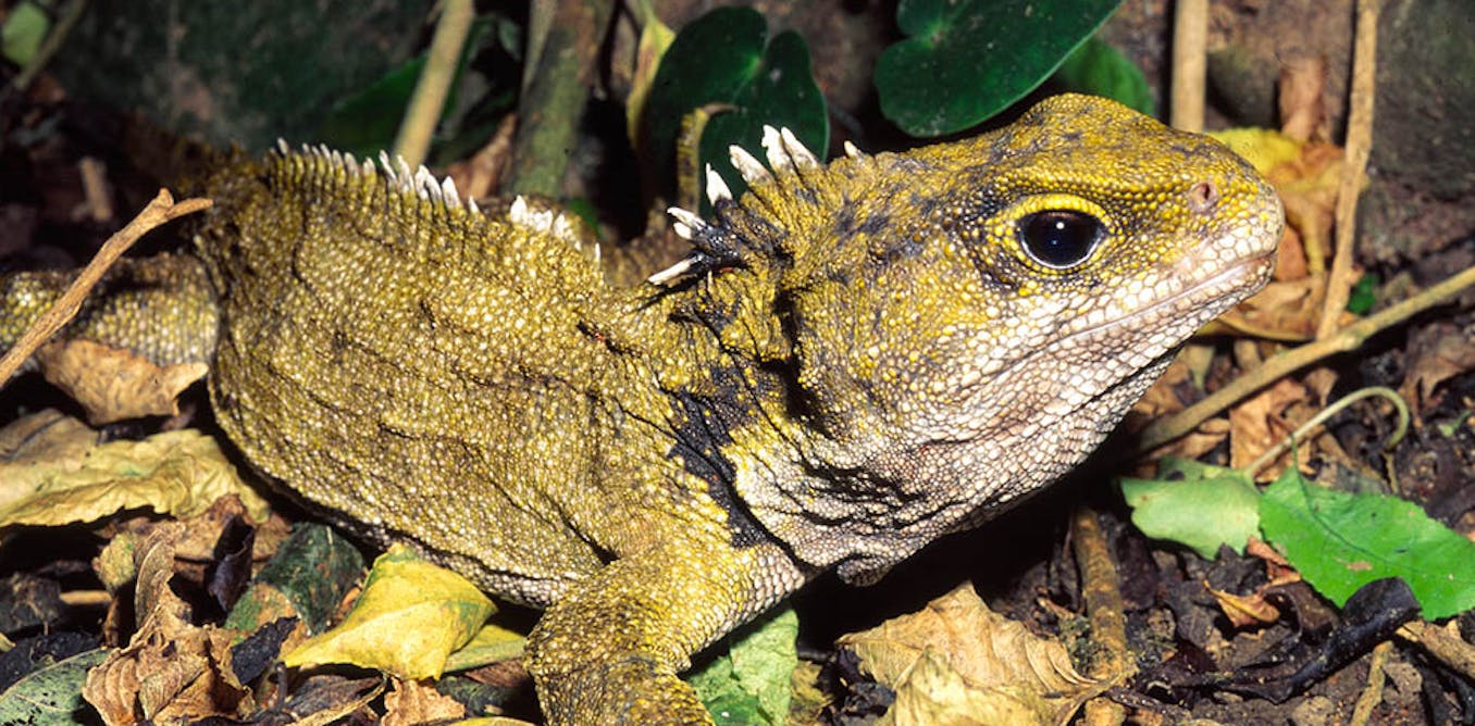 Not A Lizard Nor A Dinosaur Tuatara Is The Sole Survivor Of A Once Widespread Reptile Group