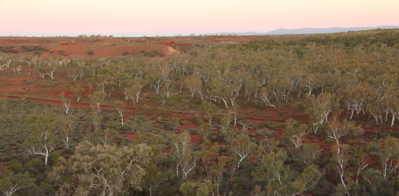 Found: ‘lost’ forests covering an area two-thirds the size of Australia