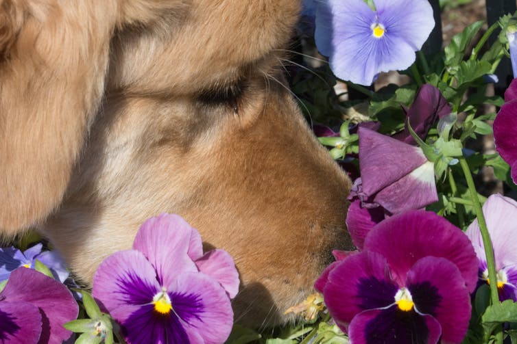 It's a myth that humans' sense of smell is inferior to that of other animals  – here's why