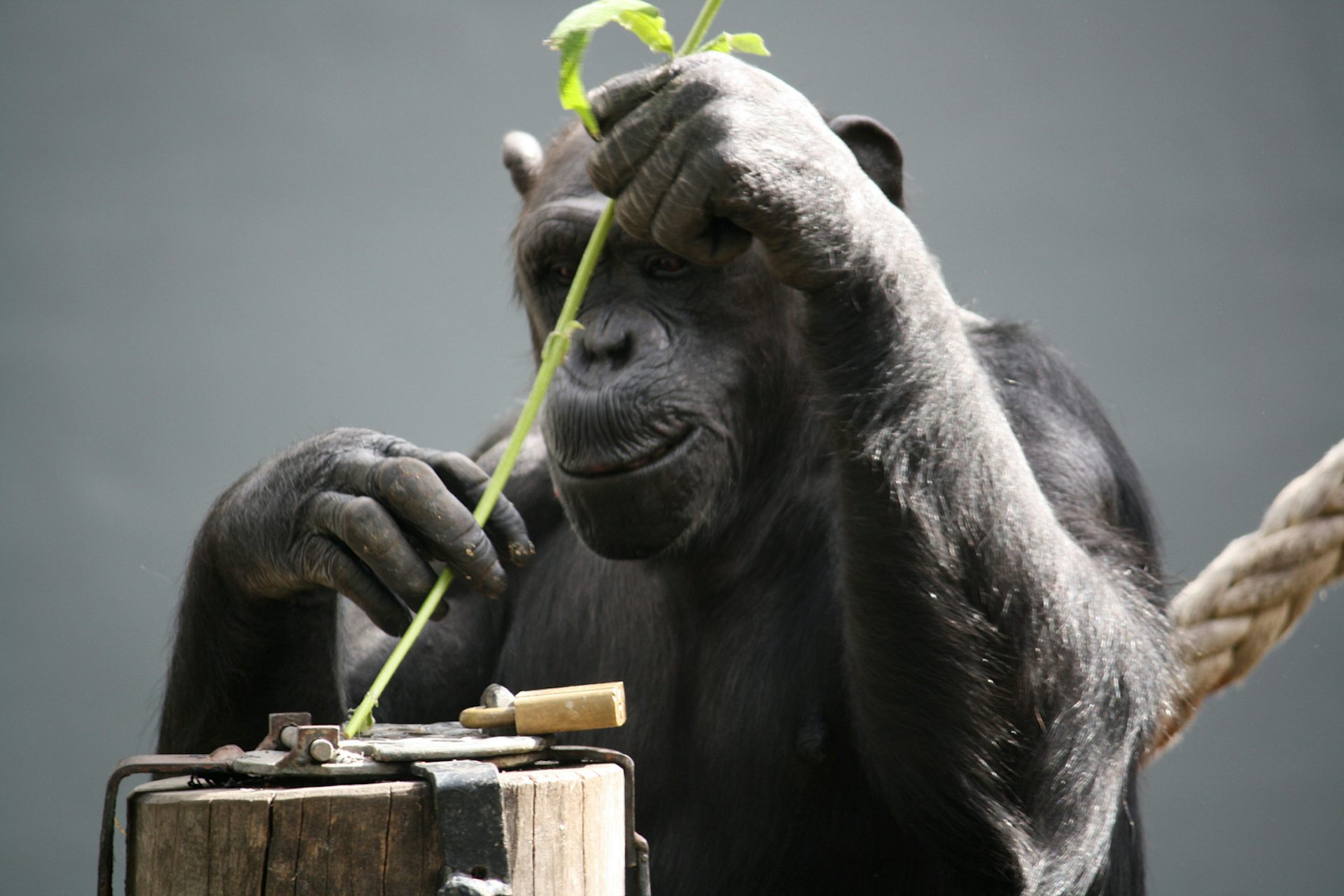 Деятельность человекообразных обезьян. Шимпанзе. Орудия труда шимпанзе. Обезьяна с палкой. Деятельности приматов.