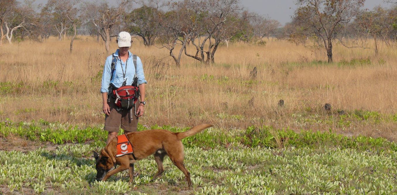 Using dogs to find cats: overcoming the challenges of tracking cheetahs