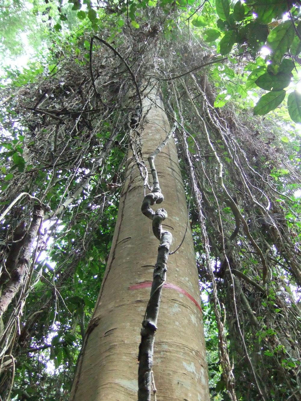 Africas rainforests are different Why it matters that theyre Africas rainforests are different Why it matters that theyre