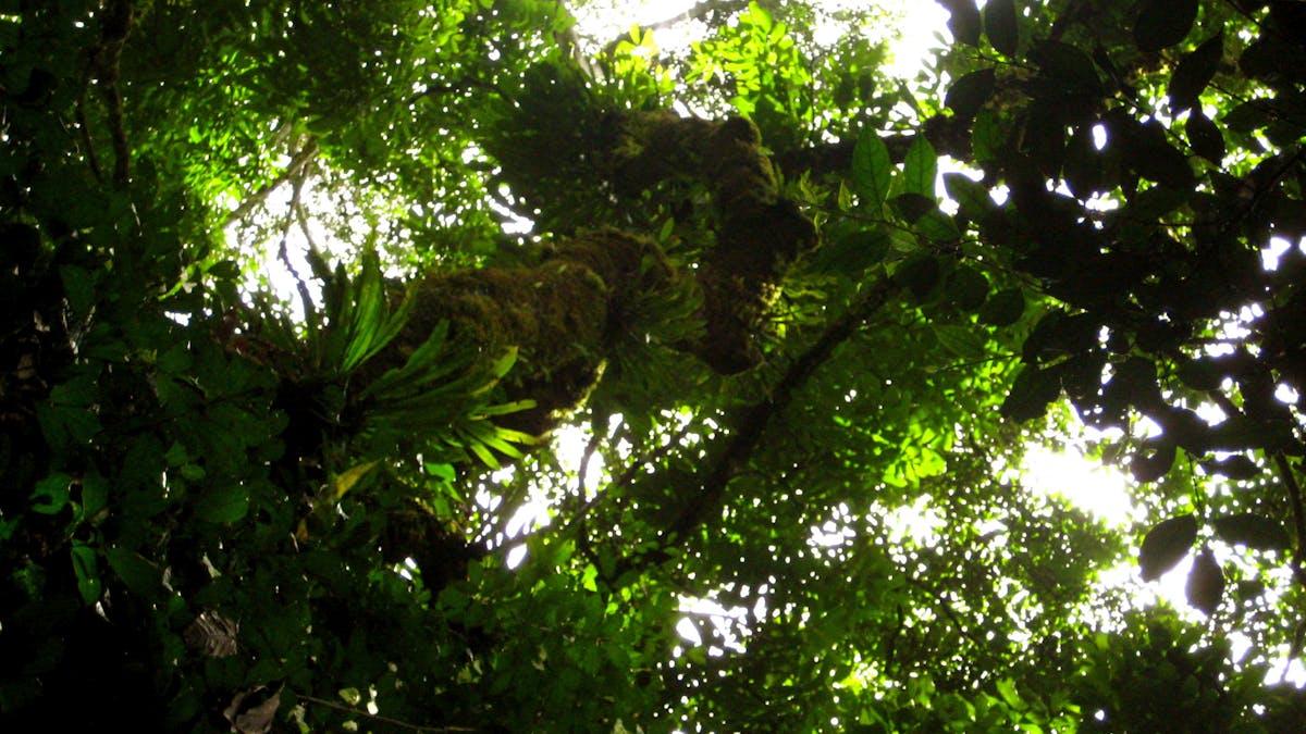 Africa S Rainforests Are Different Why It Matters That They Re Protected Africa S Rainforests Are Different Why It Matters That They Re Protected