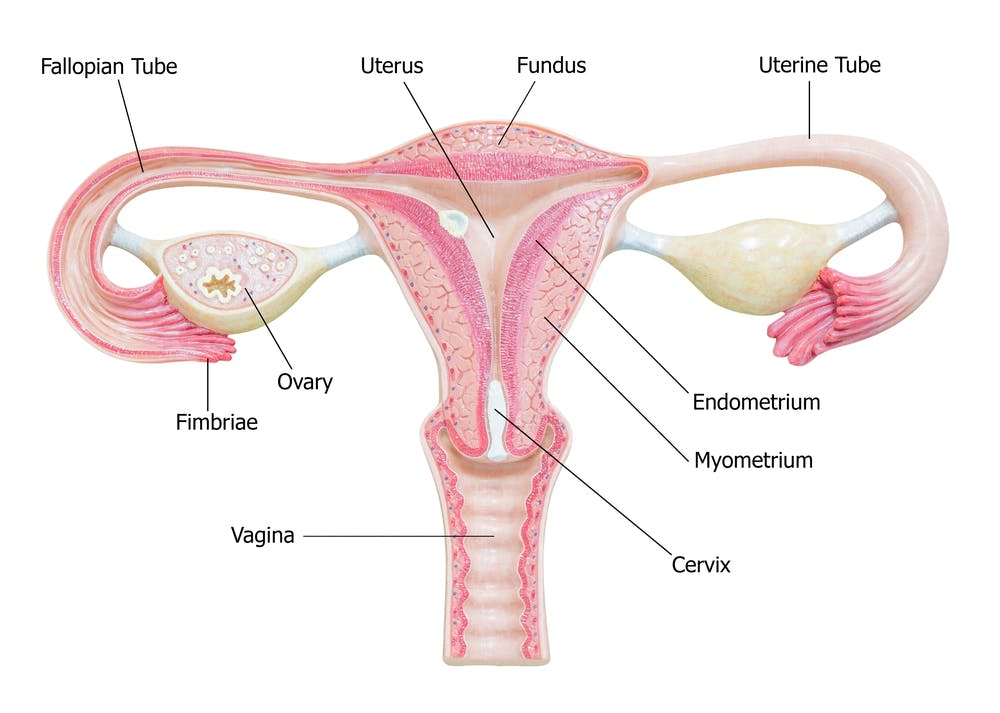 Can you still have a period with blocked fallopian tubes Study Confirms Flushing Blocked Fallopian Tubes Can Improve Fertility And Reduce Need For Ivf