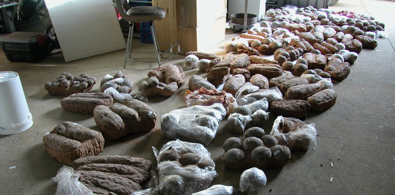 Dinosaur embryo returned to China, but many fossils fall victim to illegal trade and poor protection