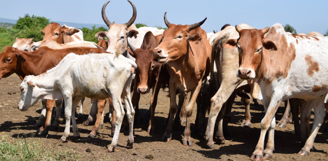 Here’s how to prevent another anthrax outbreak in Kenya