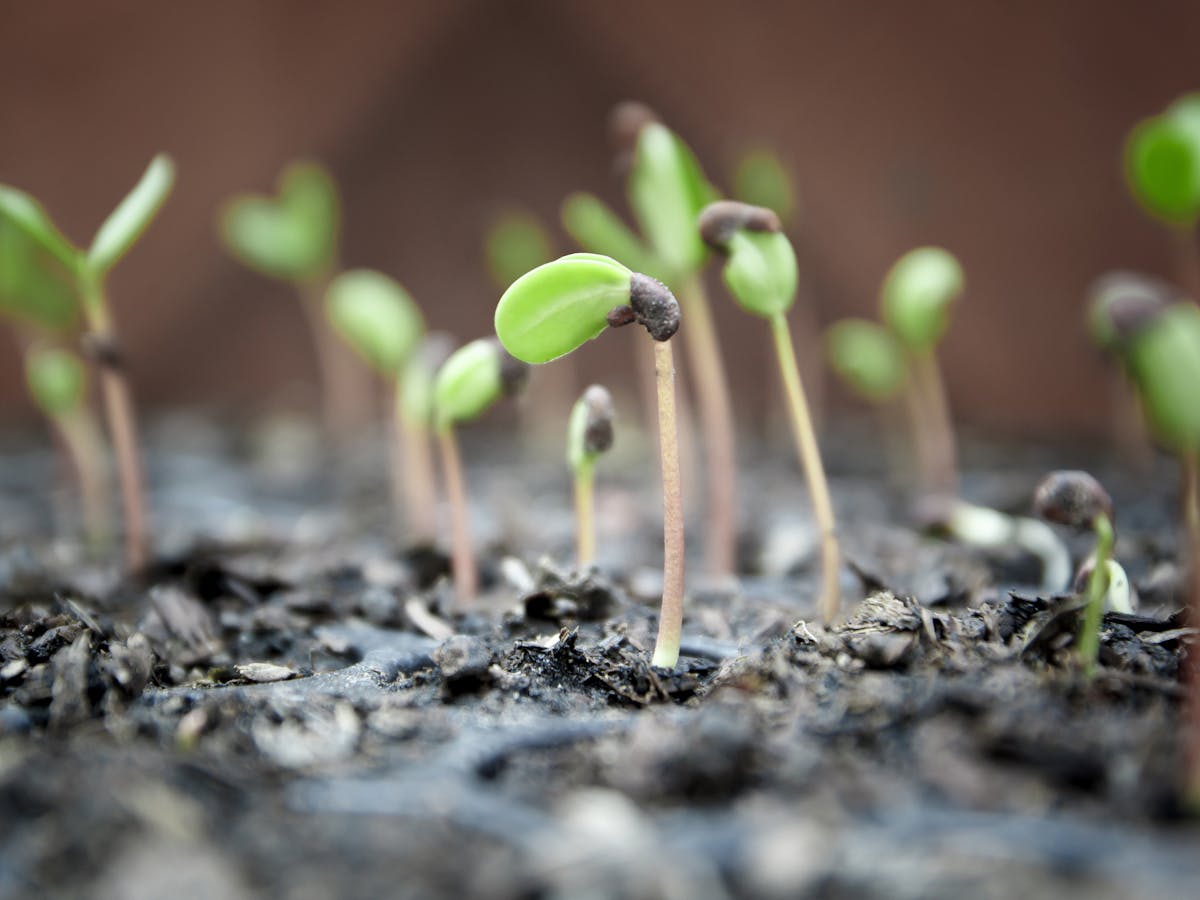 Curious Kids How Can A Tiny Seed Actually Grow Into A Huge Tree Curious Kids How Can A Tiny Seed Actually Grow Into A Huge Tree