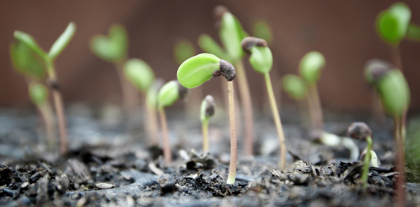 Curious Kids How Can A Tiny Seed Actually Grow Into A Huge Tree Curious Kids How Can A Tiny Seed Actually Grow Into A Huge Tree