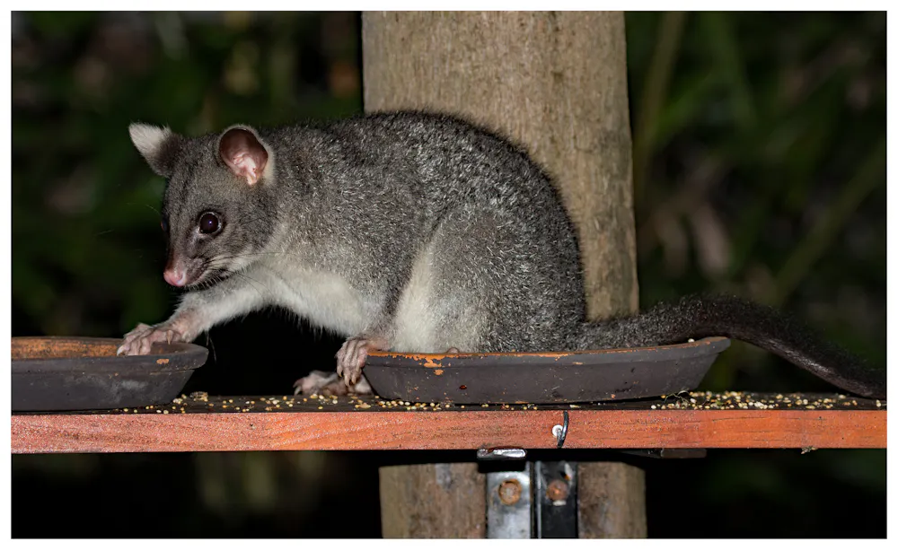 Widespread invasive species control is a risky business