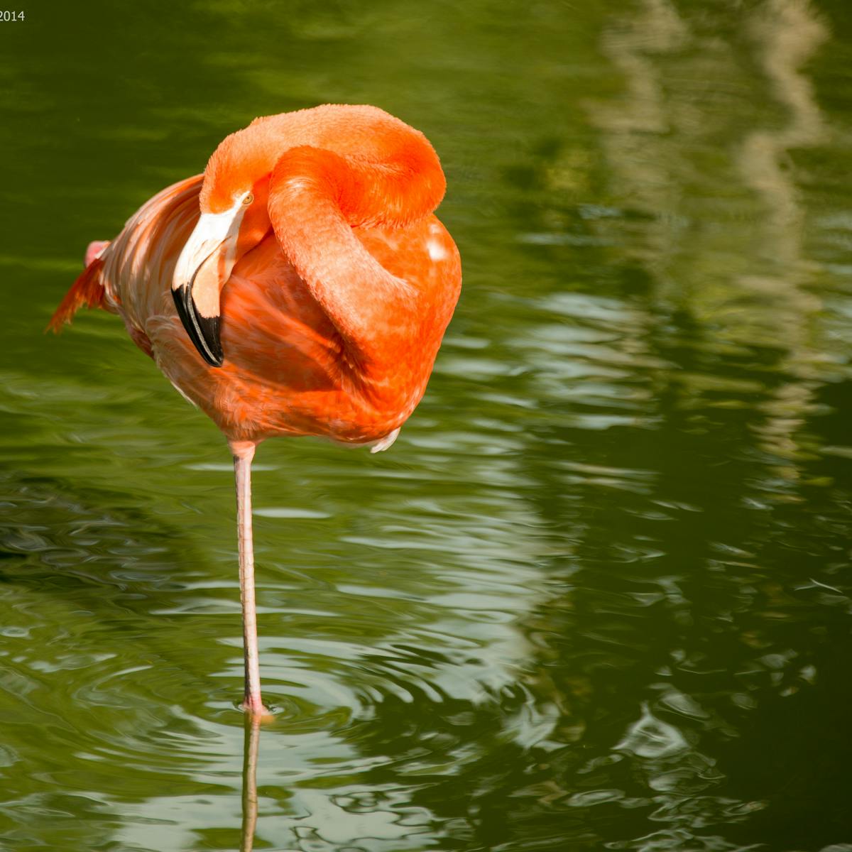 Neuromechanics of flamingos' amazing feats of balance