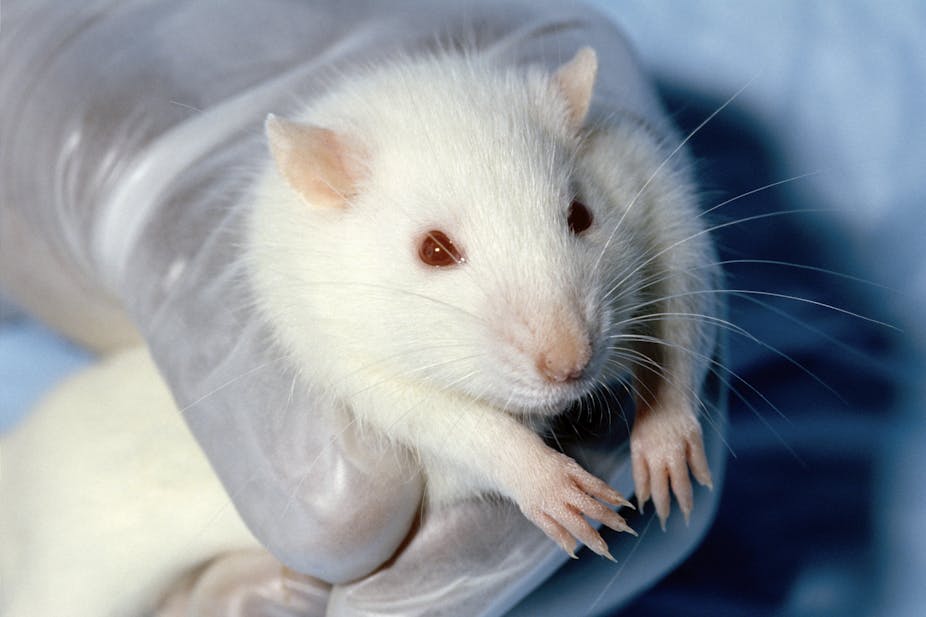 The Elusive Ethics Of Animal Ethics Committees -