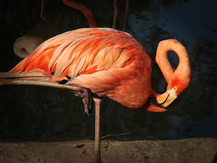 Scientists balanced a dead flamingo on one leg to unlock the bird's