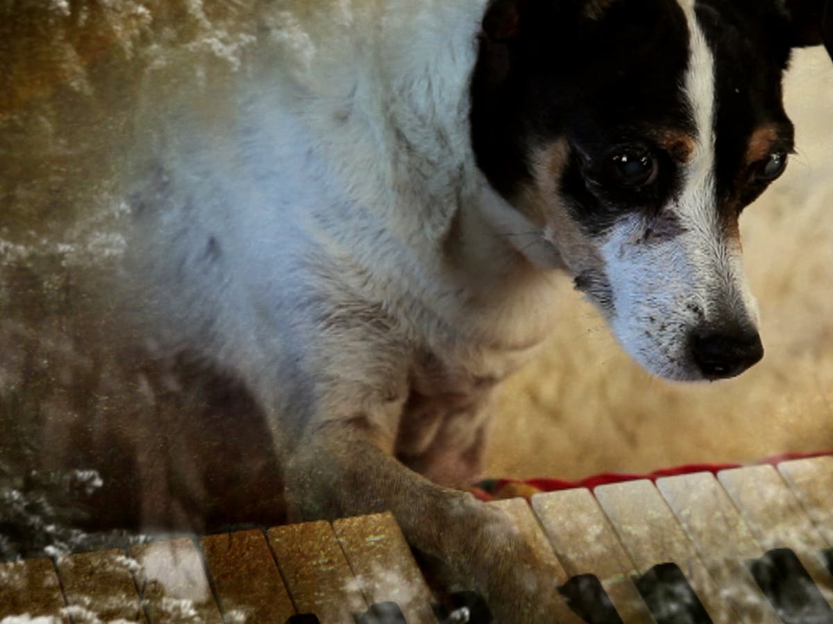All Dogs Go To Heaven All Dogs Go To Heaven