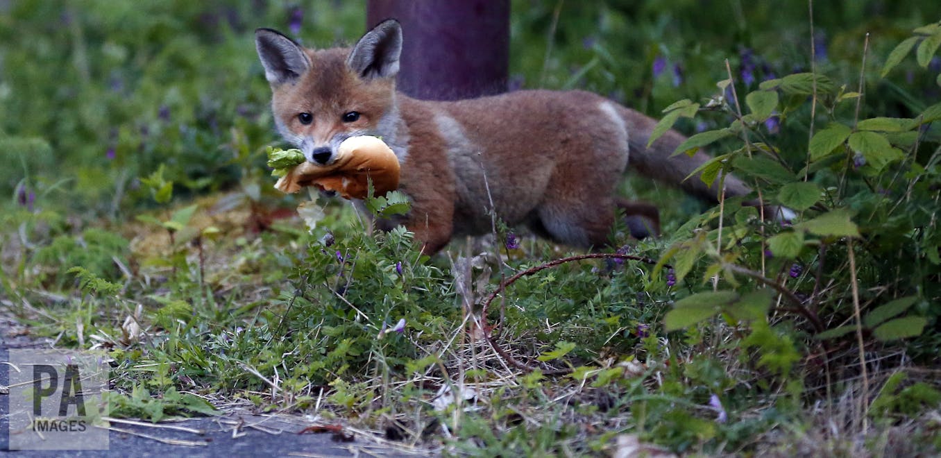 red foxes eating