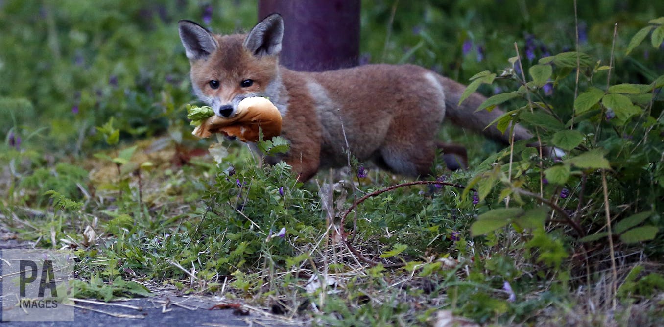 How The Red Fox Adapted To Life In Our Towns And Cities