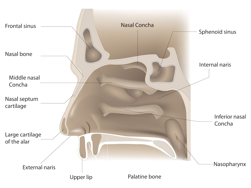 Health Check What S The Right Way To Blow Your Nose Health Check What S The Right Way To Blow Your Nose