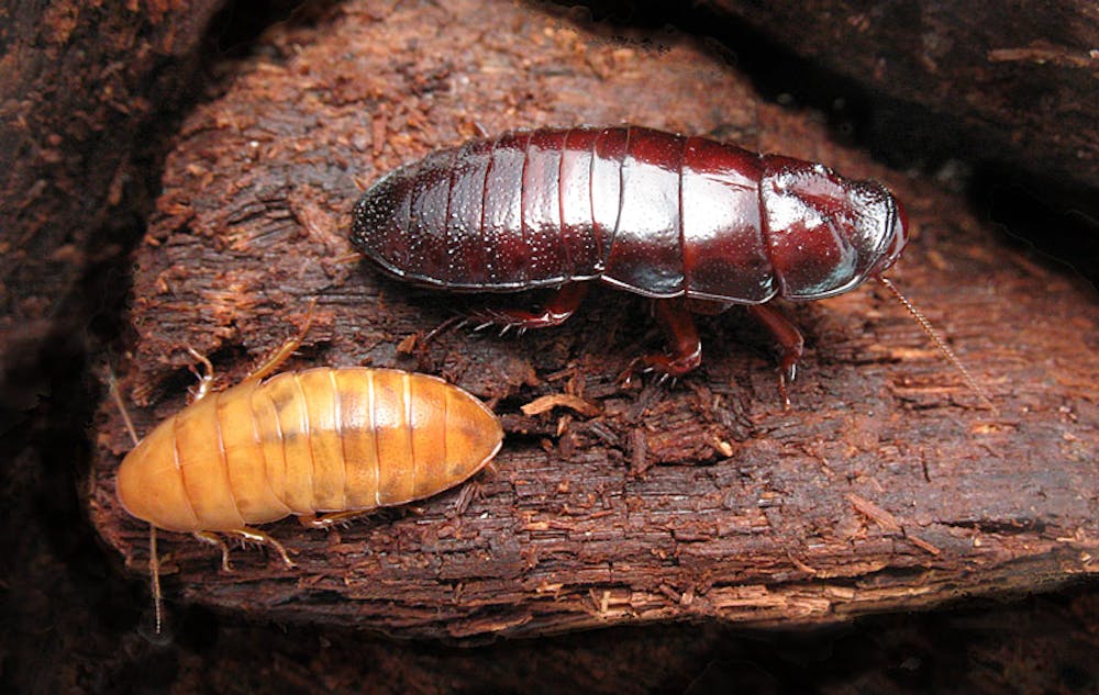 Only a mother could love 'em: why cockroaches and termites are great parents