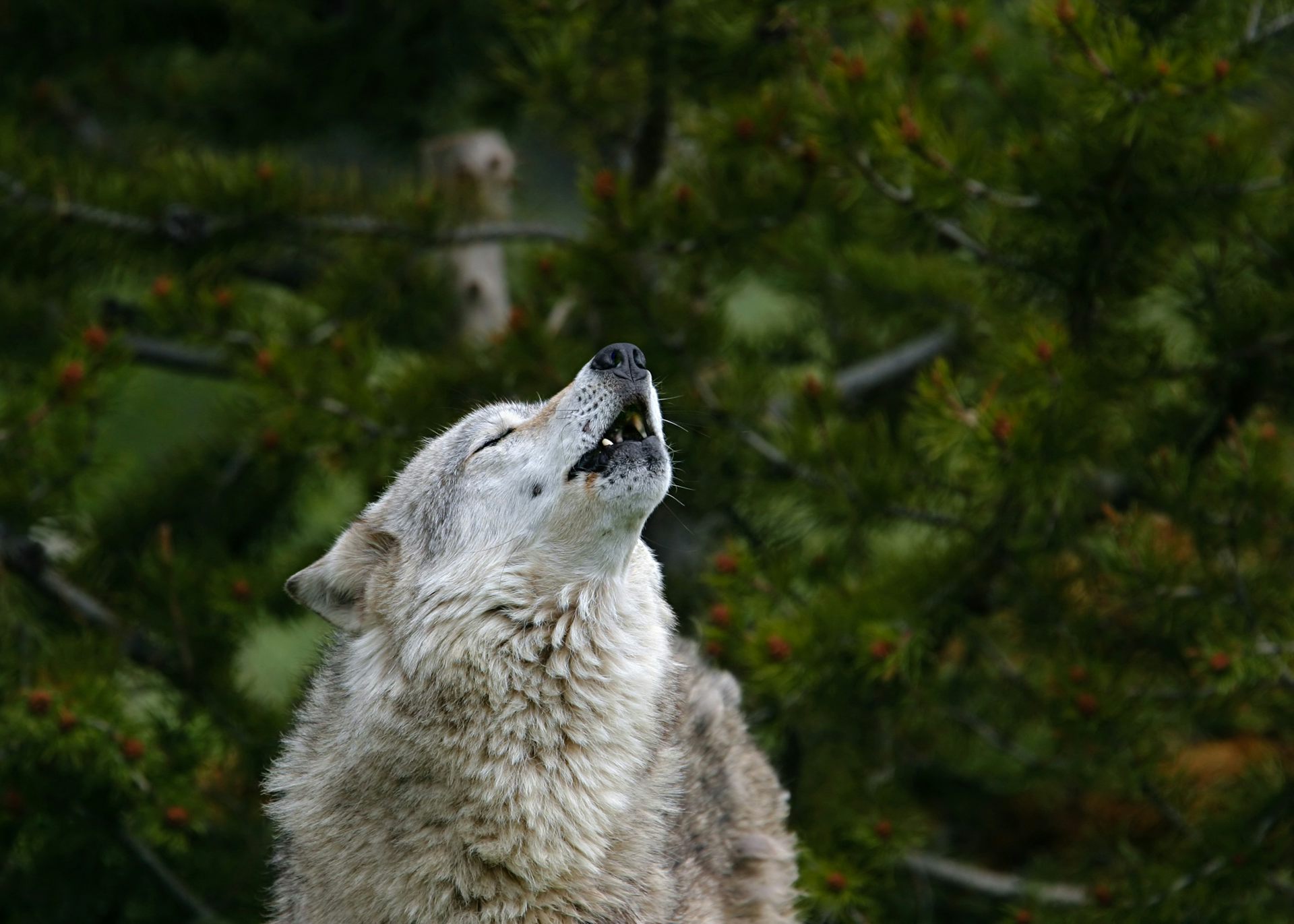 topic opinion you are