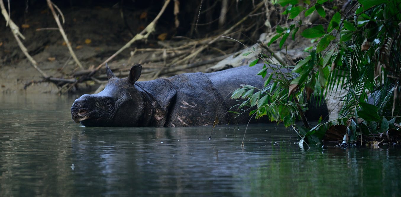 Saving Javan rhinos from extinction starts with counting them – and it