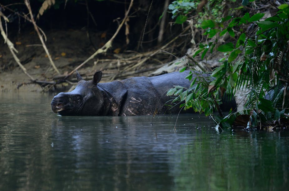 Saving Javan rhinos from extinction starts with counting them – and it ...