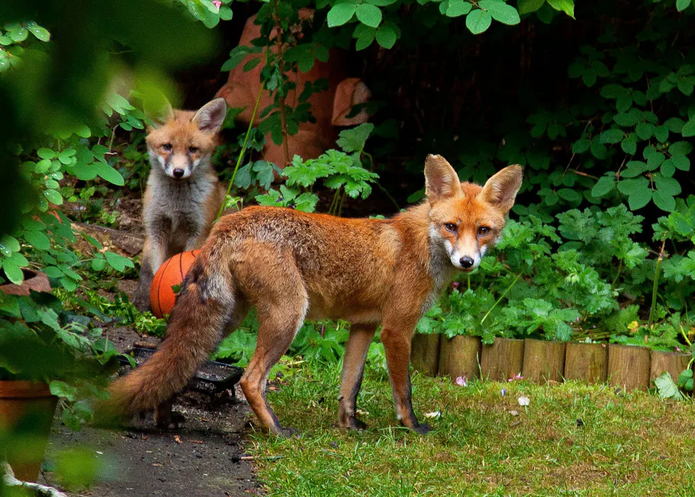 Israeli Red Fox Red Foxes Habitat Learning The Fox Trot: In Pursuit Of The
