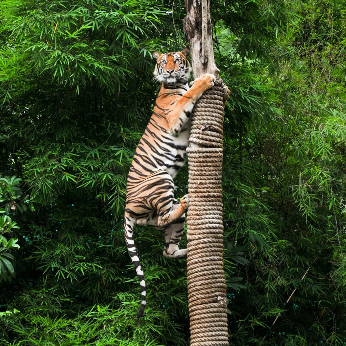 Tigers Can Roam For Hundreds Of Miles Should They Ever Be Kept In Zoos Tigers Can Roam For Hundreds Of Miles Should They Ever Be Kept In Zoos