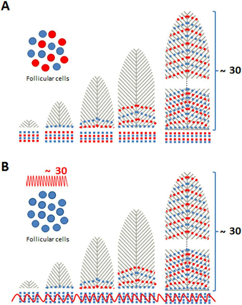 Hidden feather patterns tell the story of birds
