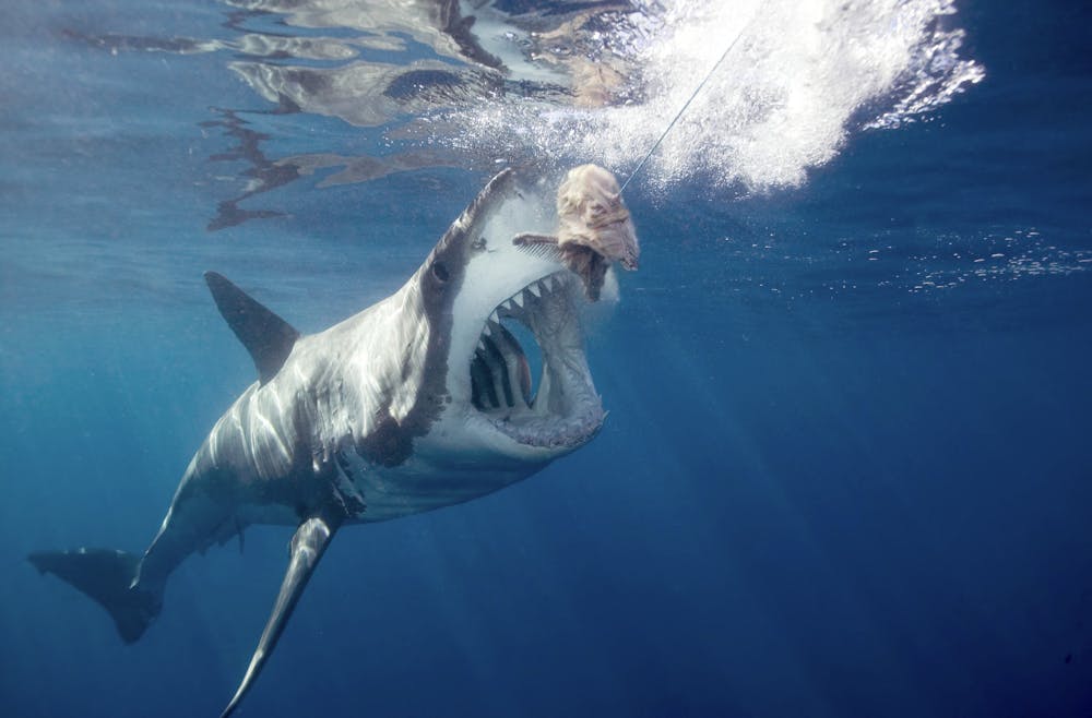 Curious Kids: Do sharks sneeze?