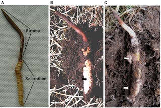 himalayan viagra cost