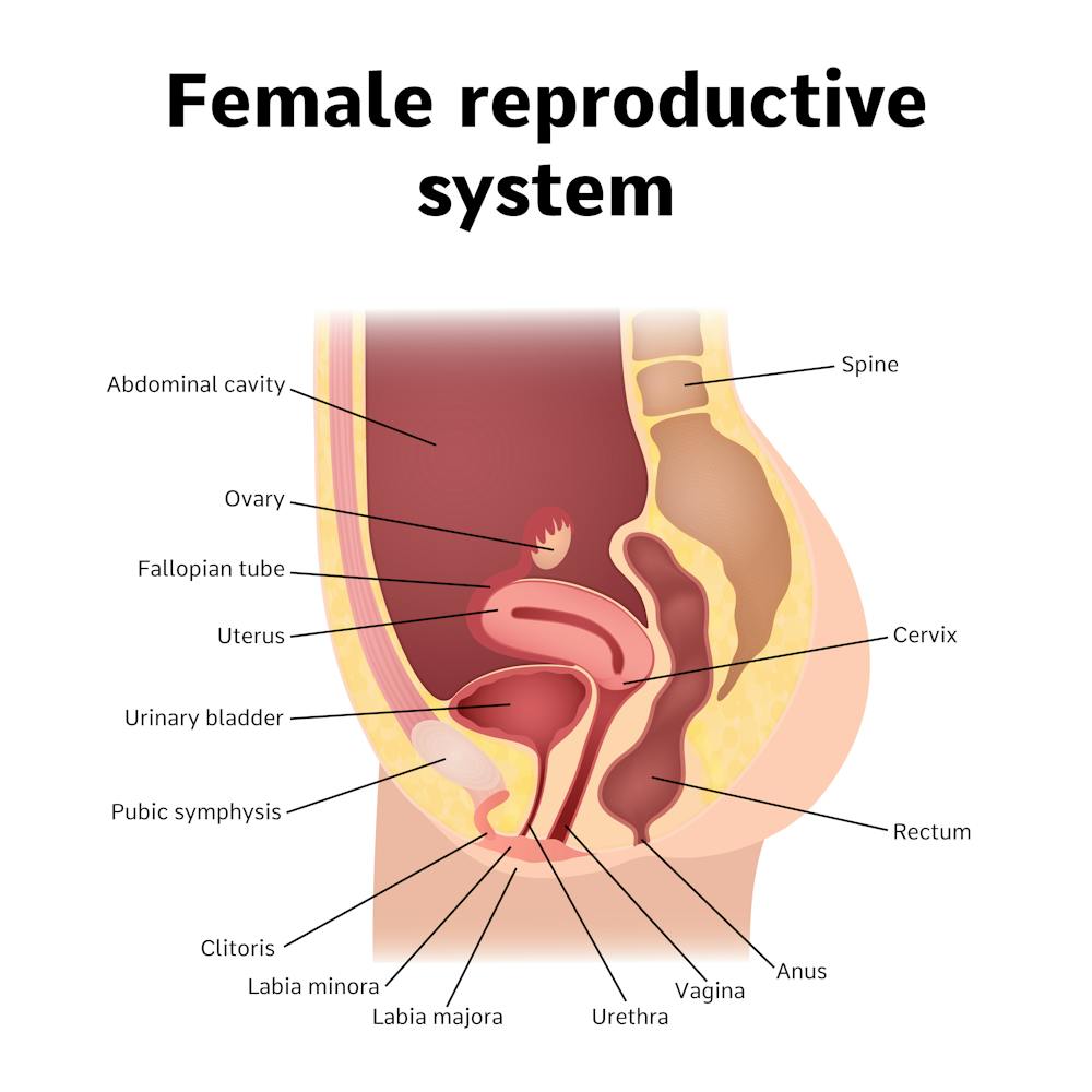 Vaginal Mesh Controversy Shows Collective Failure Of The Tga