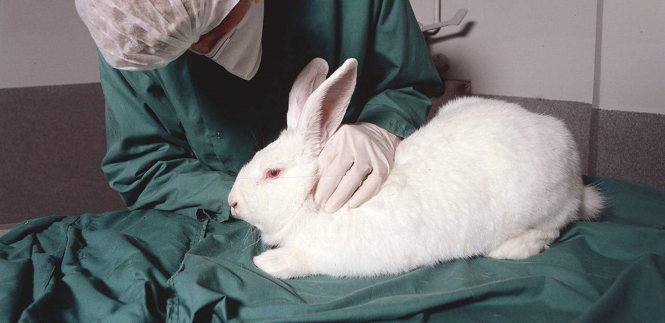 animal experimentation newspaper articles