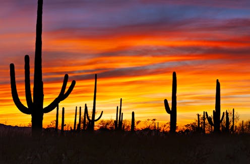 from man eaters to pokémon the weird world of cactus culture