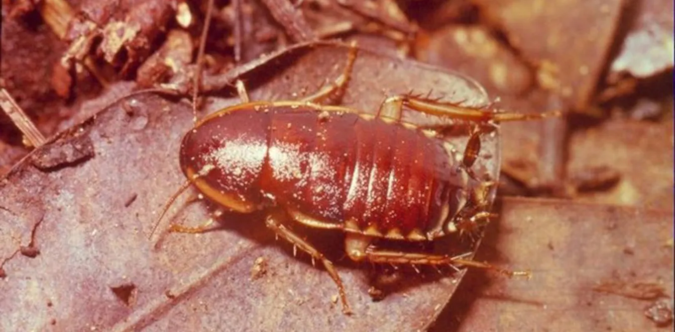 Original Cockroach How a humble cockroach rewrote the history of New Caledonia