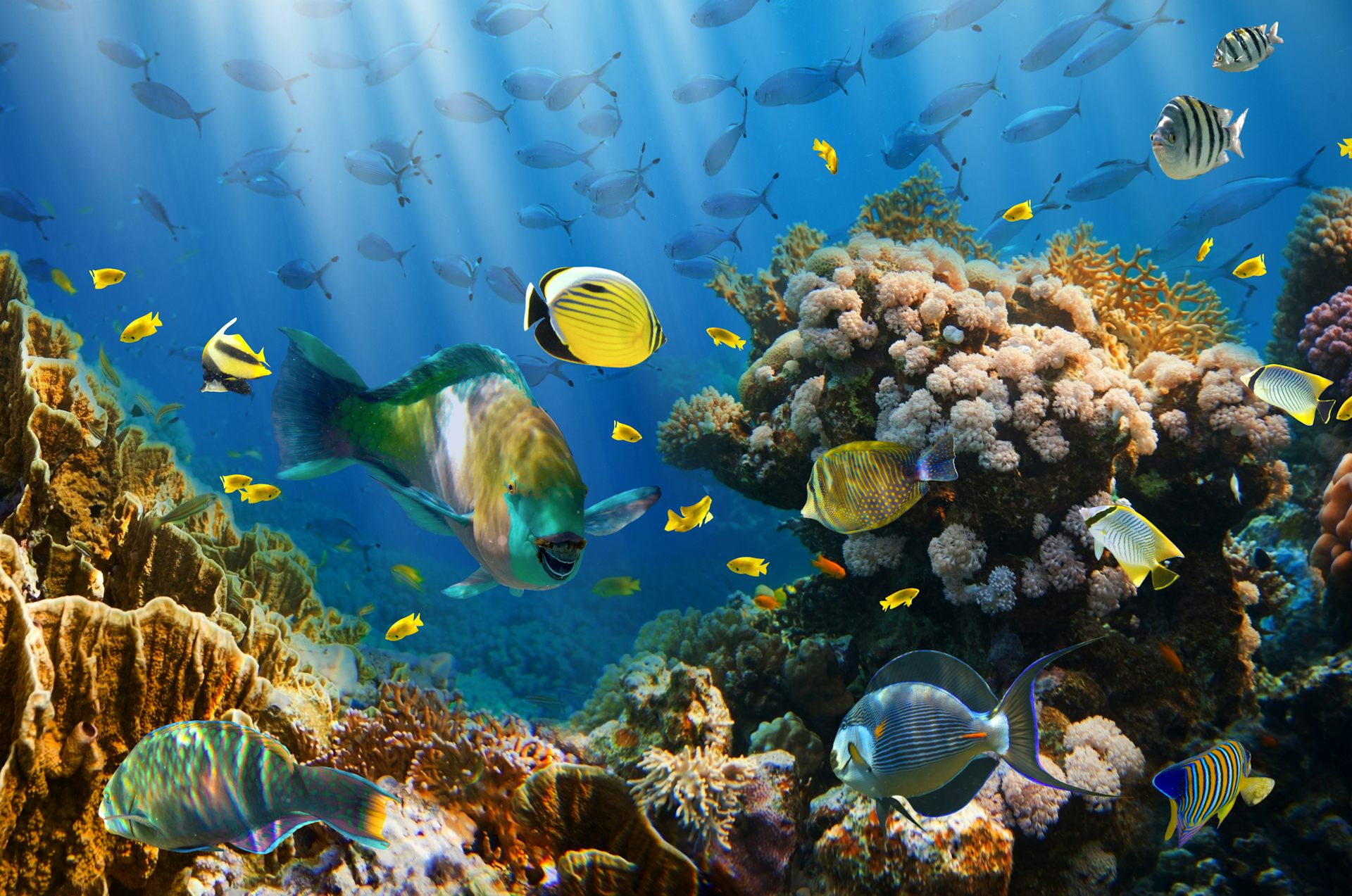 10 Ways You Can Help Save The Oceans Oceana | Atelier-yuwa.ciao.jp