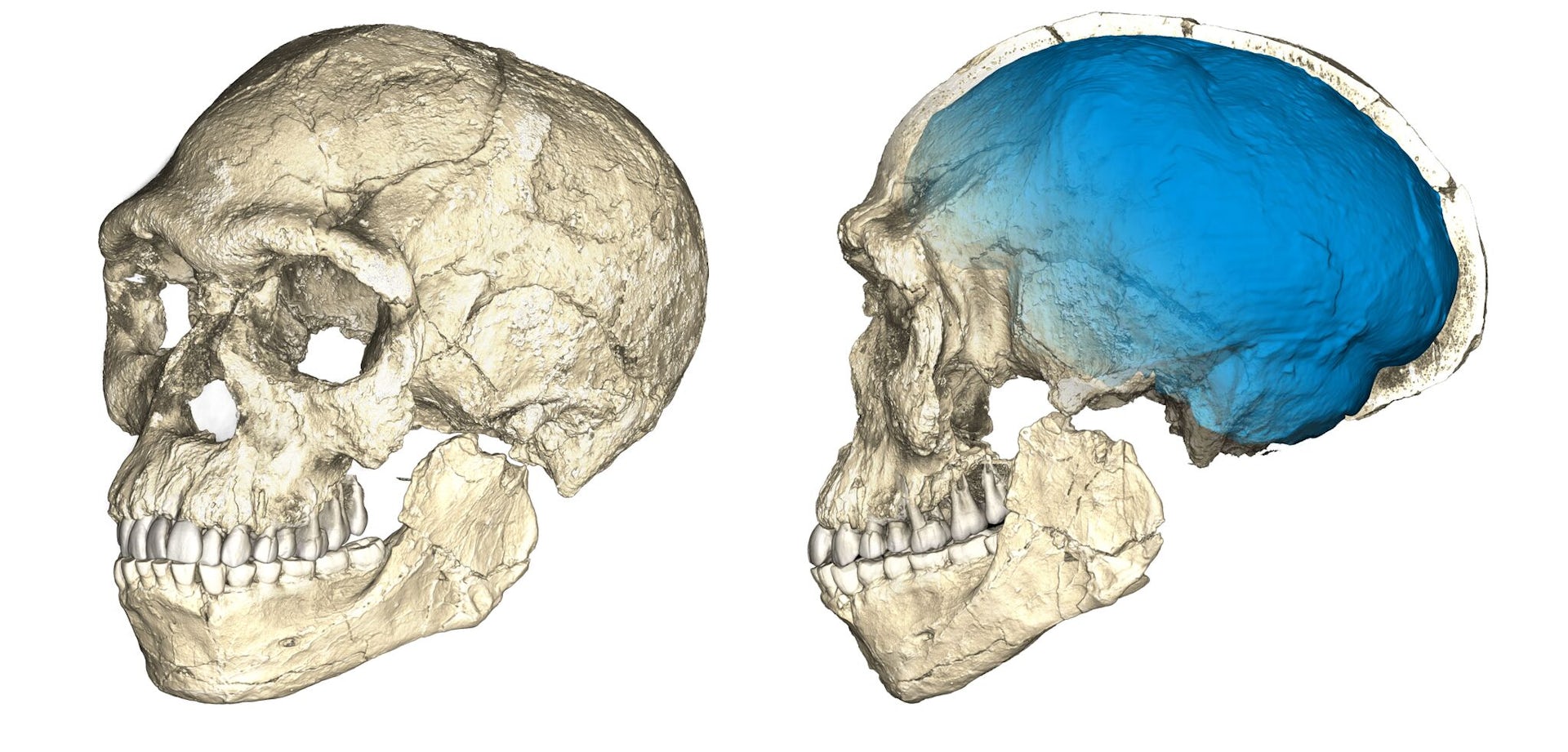New Moroccan fossils suggest humans lived and evolved across