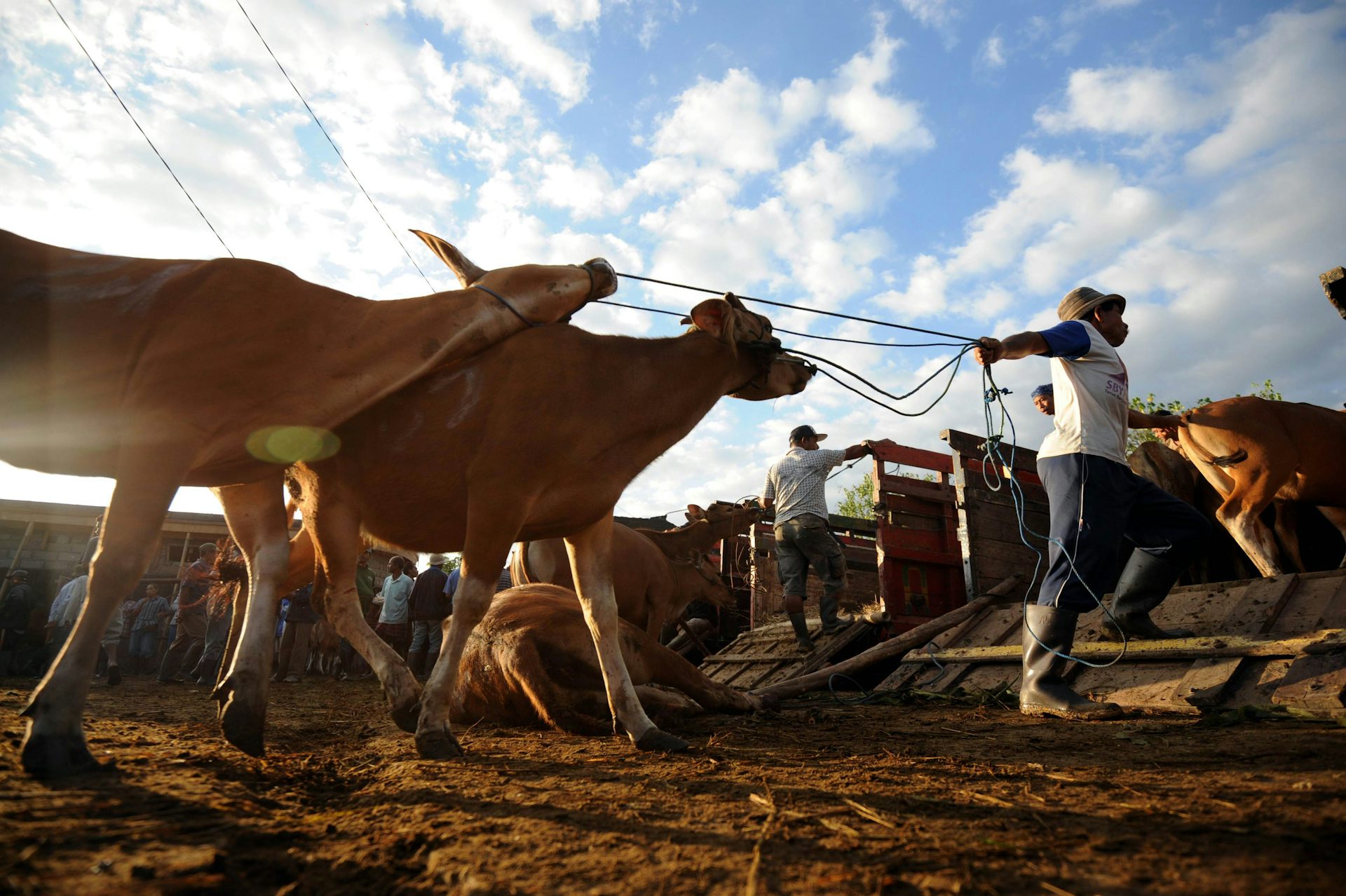 Can The WTO Overturn Our Indonesian Live Animal Export Ban?