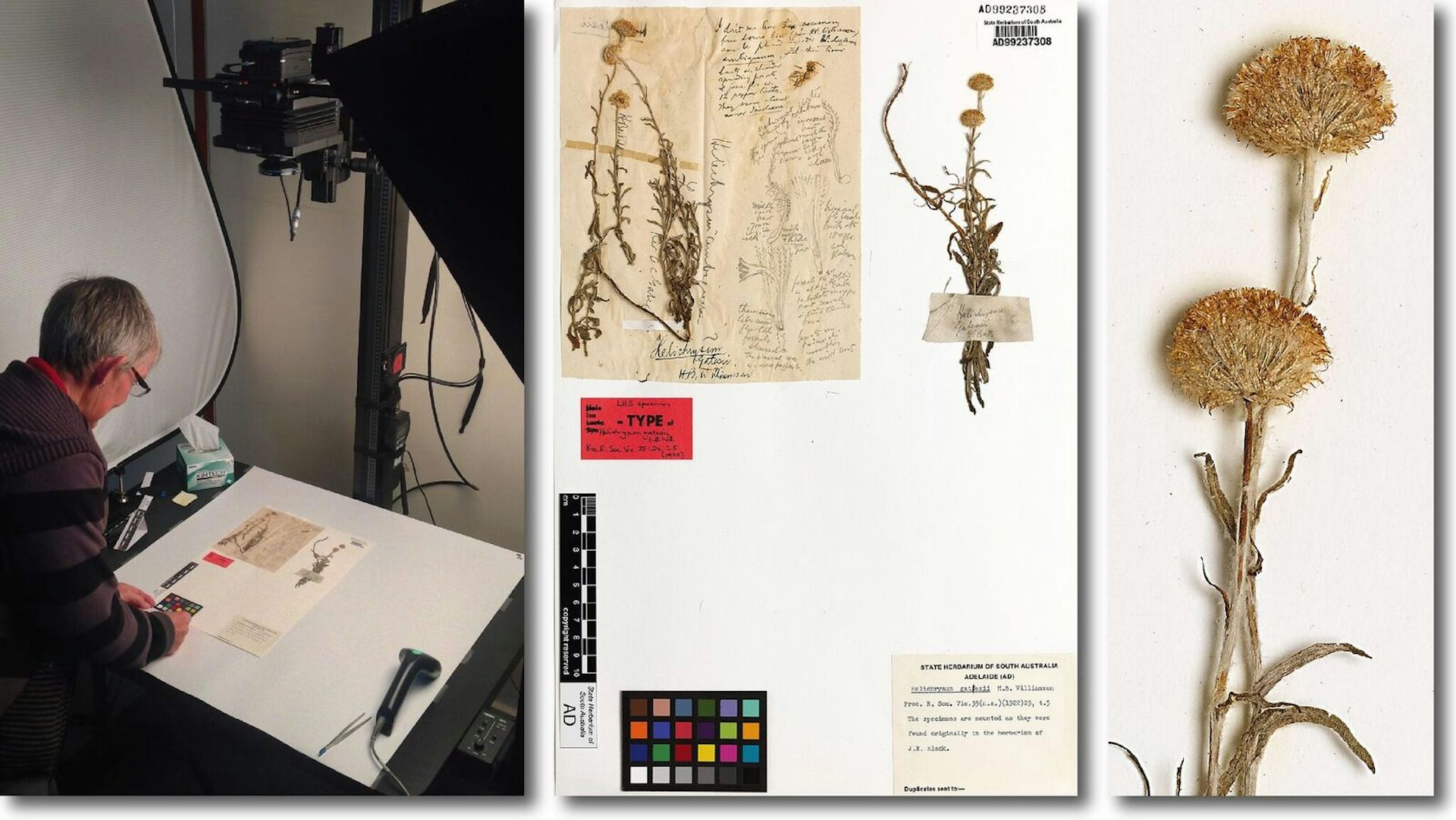 From Joseph Banks To Big Data, Herbaria Bring Centuries-old Science ...