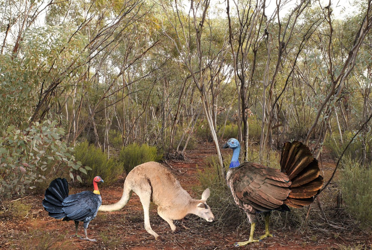 Tall turkeys chickens: large 'megapode' birds once lived across