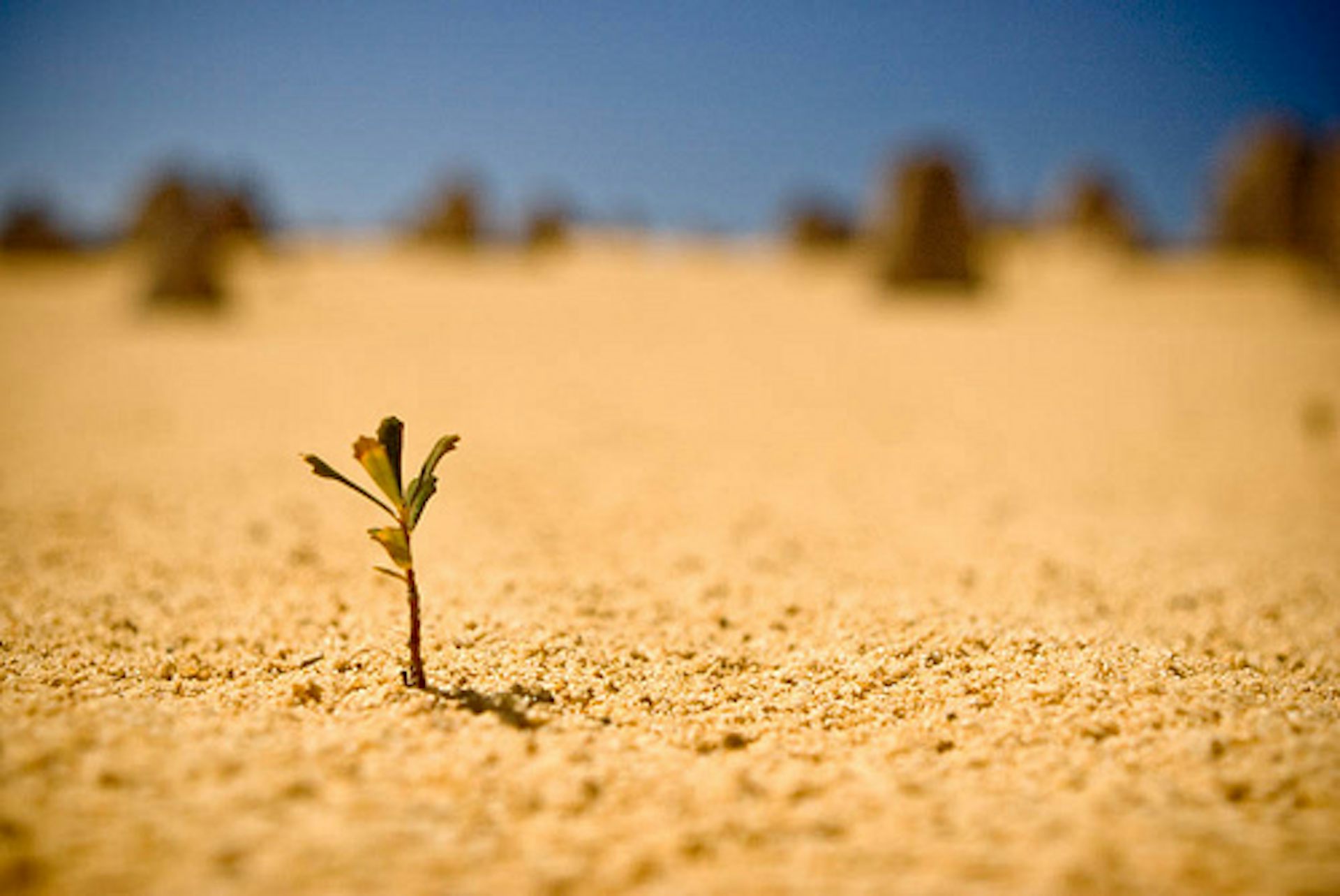 Earth's most valuable resource is the space between the sand