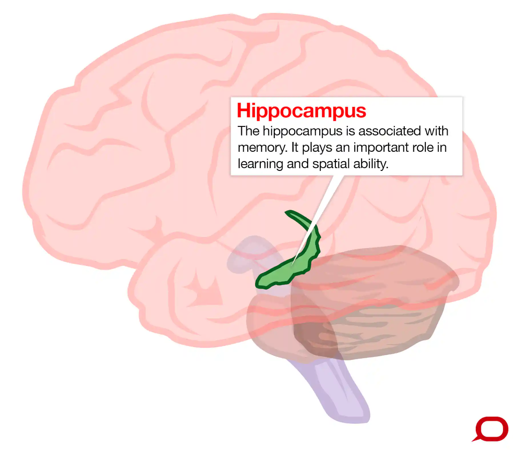 Research Check Can Even Moderate Drinking Cause Brain Damage